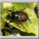 Phyllopertha horticola - Gartenlaubkaefer 01.jpg